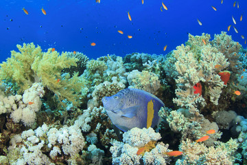 Yellowbar Angelfish on coral reef in Red Sea