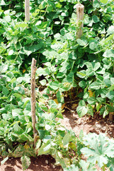 Flowering green beans plants
