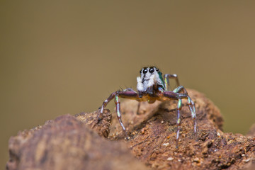 Close up of jumper spider on branch