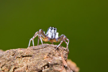 Close up of jumper spider on branch