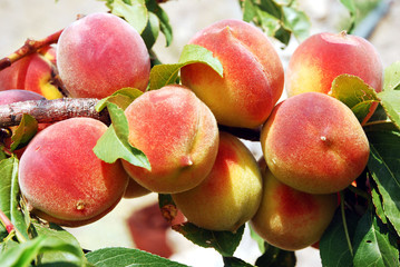 Peaches on a branch