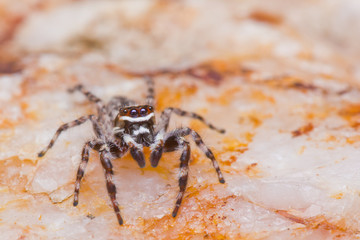 Close up of jumper spider on stone