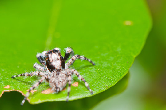 Close up of jumper spider on green leaf