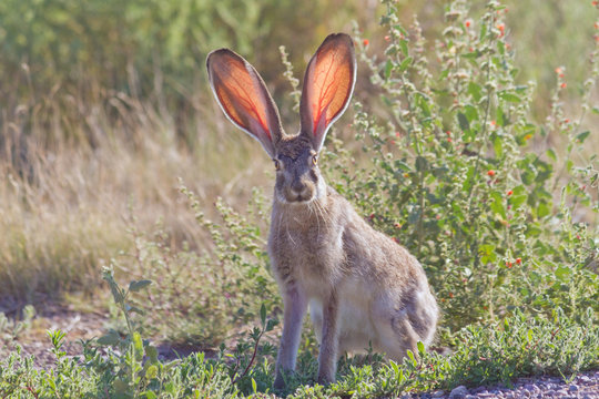 Jackrabbit