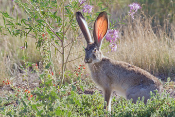 Fototapeta premium Jackrabbit