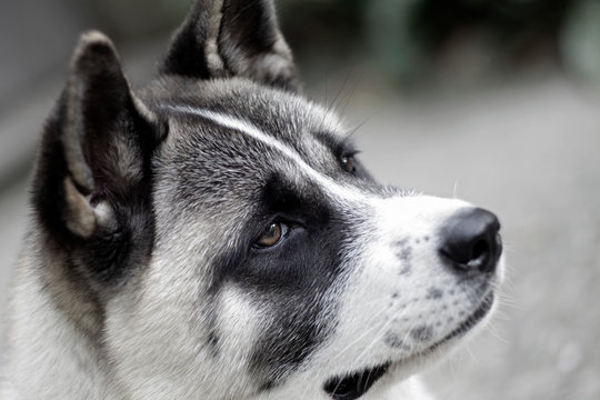 profile of akita inu dog