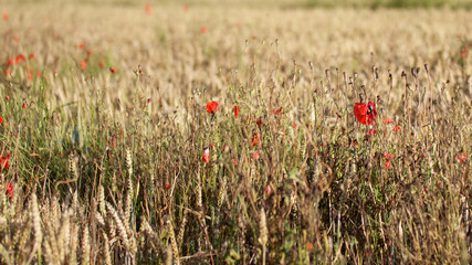 Flowers in the corn field