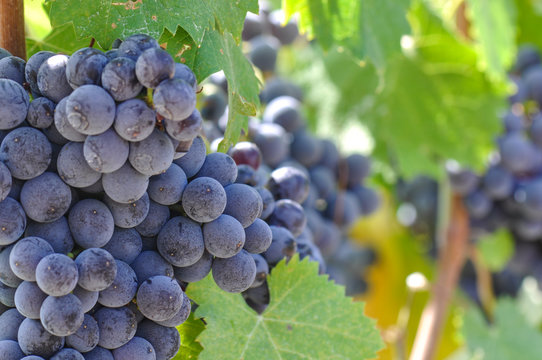 Red Grapes on the Vine Close Up