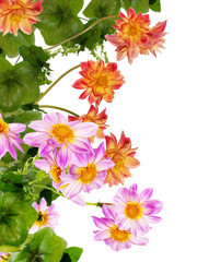 Flowers decorative beautiful card