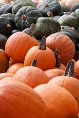 Colorful squash and gourds at an outdoor farmers market.