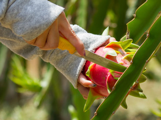 Woman harvesting a dragon fruit