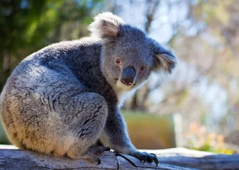Glasschilderij Koala Koala, Australia