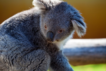 Koala, Australia