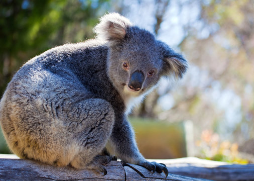 Koala, Australia