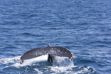 Obraz premium Whale tail