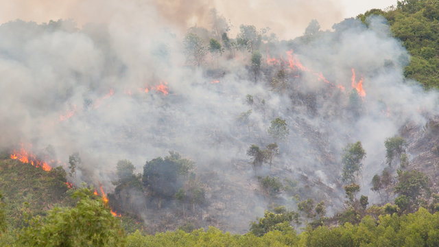 Starting Forrest Fire With Lots Of Smoke