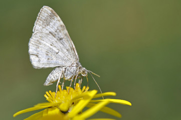 Day Flying Moth Feeding On Ragwort Flower