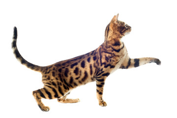Obraz na płótnie Canvas bengal cat