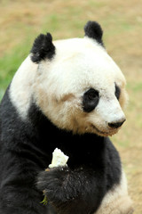 Obraz premium panda