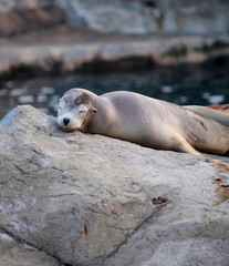Fototapeta premium sea lion sleeping