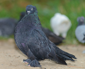 The dove