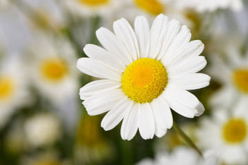 Fototapeta premium Wild chamomile with reflection in water.