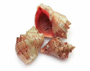 Rapana venosa  (thomassiana)