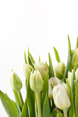 Obraz na płótnie Canvas ładne tulipany