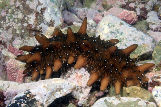 trepang underwater in sea of japan