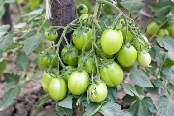 Cultivation of tomatoes