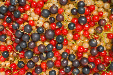 Multicolored currant 1