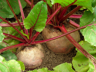 growing beetroots