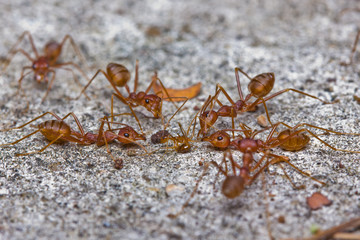Team work of red Ants