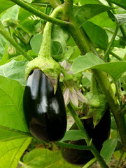 organic eggplant fruit