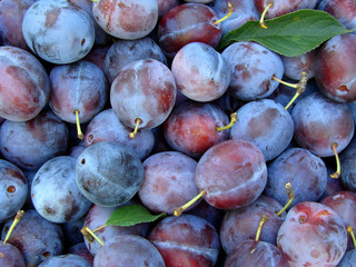 organic plums as food background