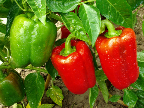 pepper plant with fruits