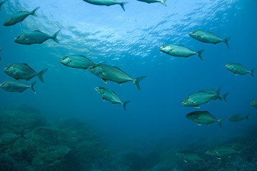 Fototapeta na wymiar Podwodny świat: Mediterranean, Elba
