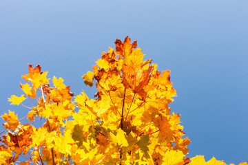 Ahornbaum im Herbstlicht