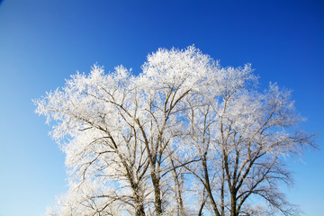 Winter trees full of snow