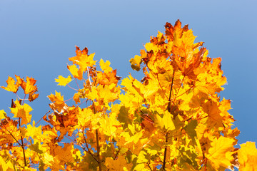 Naklejka na ściany i meble Ahornbaum im Herbstlicht