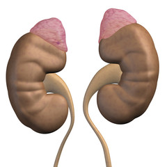 Nieren und Nebennieren