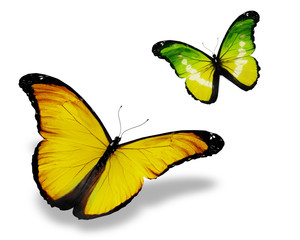 Fototapeta premium Two yellow butterfly, isolated on white