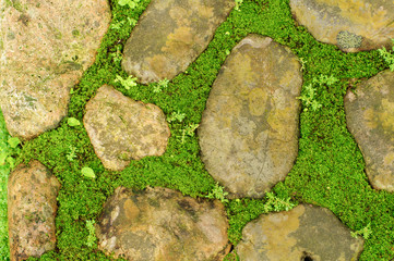 Grass between stones