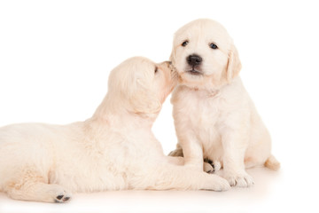 Two puppies golden retriever