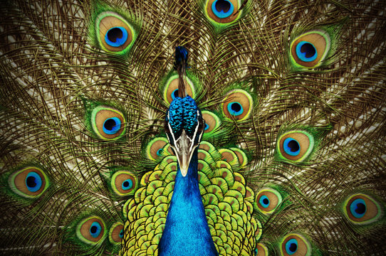 Fototapeta Peacock 1
