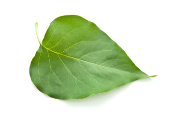 Lilac leaf