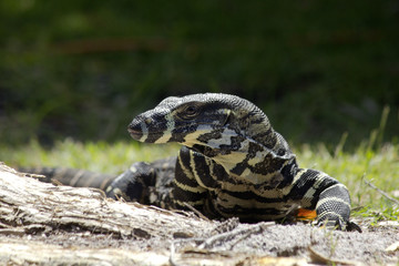 varanus varius