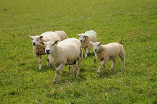 Quatre moutons au vert