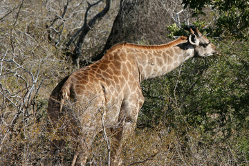 Obraz na płótnie Canvas Girafe dans la végétation
