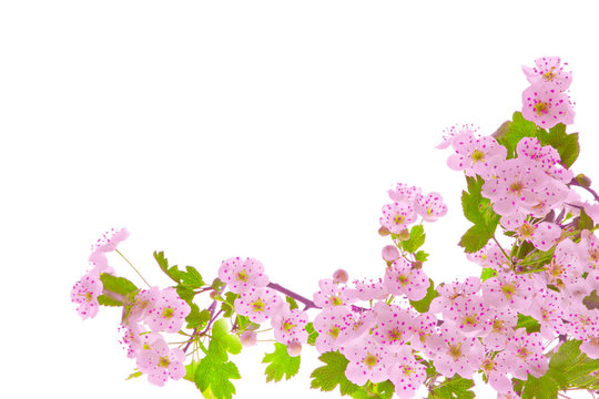 Baumblüten Hintergrund